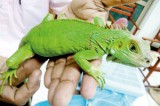 Wildlife officials log onto online sale and smuggling of exotic fauna