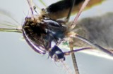 Two new mosquito species found here