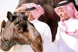 Camels become prime suspects in deadly Saudi virus outbreak