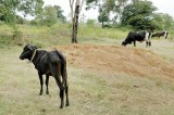 The Cattle Trust: Transit home for cattle freed from illicit abattoirs