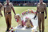 More barking and biting comments on police dog wedding