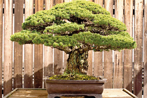 The white pine that tells a story: Bonsai tree in the U.S. National Arboretum. Pic by M. Kornely, VOA