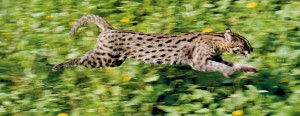 The Collared Fishing Cat is released in Attidiya