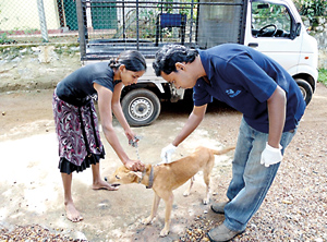 A dog being vaccinated by a  vet from the Blue Paw Trust