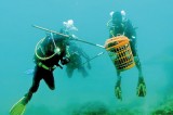 Operation starfish to save reef
