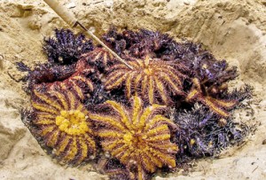 The thorny interloper: Starfish that have been removed from the coral reef
