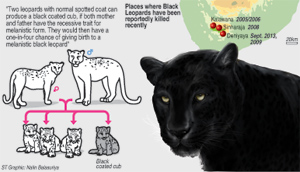 Black-LeopardGraphic