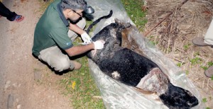 Brutal end: The carcass of the black leopard