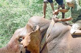 Indian elephant expert critical of conservation methods