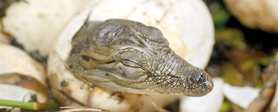 Wildlife enthusiasts become foster  parents to 20 crocs