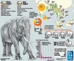 ElephantGraphic