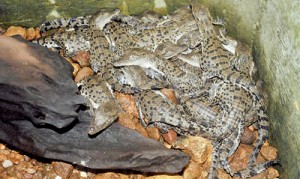 A handful: 20 baby crocs check out their environs