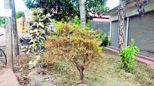 Leaves had withered and turned yellow. Pix by Ranjith Perera