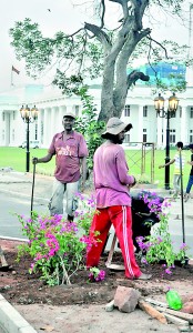 Instant flower plants sprout up on the centre pavement close to Town Hall