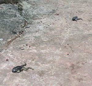 frogs that were found dead on the roadside