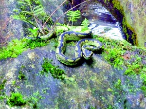 Snakes alive: A green pit viper gets too close for comfort