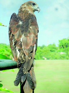 Surrey mascot