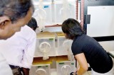 Sterile males to tackle war against dengue Sterile males to tackle war against dengue