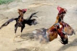 Gambling and bloodlust: Police raid cock-fighting pit Gambling and bloodlust: Police raid cock-fighting pit
