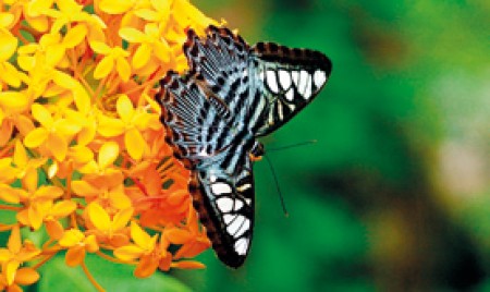 Young Zoologists bring out the beauty of the wild