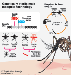 GM-Mosquito