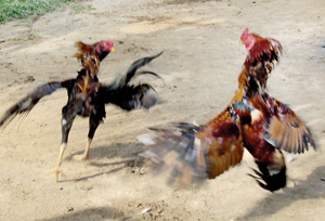 cock-fighting