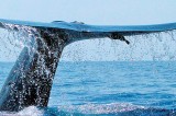 Tracking Blue Whales in Sri Lanka