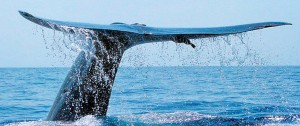 Blue-whale-Tail-Fluke