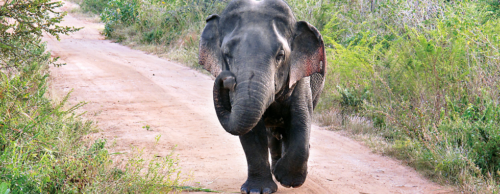 A-dwarf-elephant