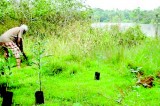 Native tree planting project in Raigama