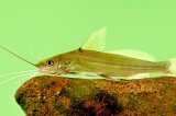 Ankutta join list of endemic fish