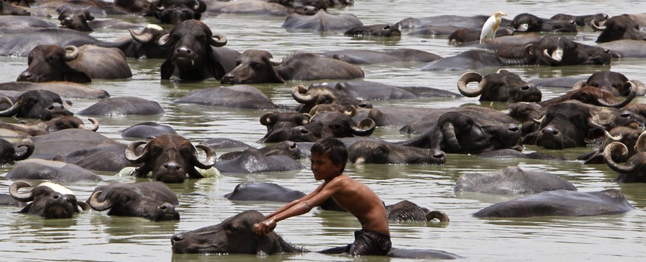 In the land of the holy cow, fury over beef exports