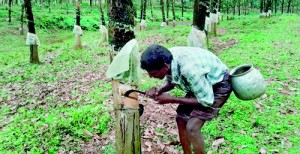 A repatriate working as a rubber tapper at a KFDC plantation in Dakshina Kannada district