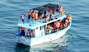 Whale watching by boat