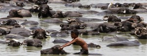 A boy sits on a buffalo as he cools off in a pond during a hot summer day at Jetapura village in the western Indian state of Gujarat. Reuters