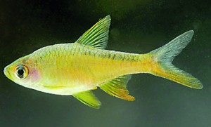 Rasboroides rohani