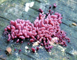 Gary Strobel, a microbiologist at Montana University, Bozeman, has developed a biofuel after discovering a wood-decaying fungus called Ascocoryne sarcoides (pictured) that has volatile compounds comparable to the type found in diesel fuels. He turned them into biofuel, which he has tested in his motorbike (© CC BY-SA 2.0 'Ascocoryne sarcoides, Purple Jellydisc' by Stu's Images)