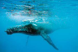 A female Humpback whale and its ten day old calf