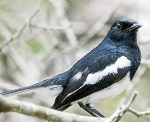 Oriental Magpie Robin - A common songster in our home gardens