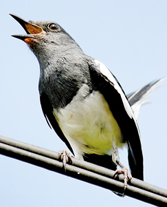 Oriental Magpie Robin