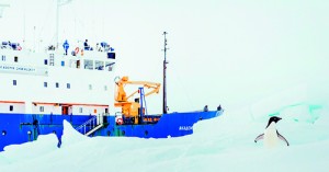 This image taken by Andrew Peacock of www.footloosefotography.com on December 28 shows an inquisitive Adelie Penguin next to the stranded ship MV Akademik Shokalskiy, which is trapped in the ice at sea off Antarctica (AFP)