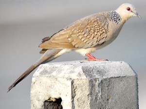 The Spotted Dove