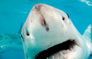 The White shark: Determined to get  inside the divers’ cage