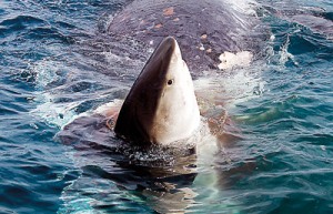 Tiger Shark surveying its surroundings after eating a dead Whale. Photo taken in Western Australia