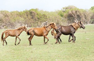 Ponies on Delft island. Pic courtesy IUCN Sri Lanka