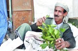 Now,  Arab-African pleasure leaf khat  in  Sri Lanka!