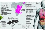 Khat  import scheme to widen curse  of drug addiction