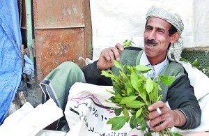 A Yemeni man chewing khat. Pic courtesy Wikimedia Commons
