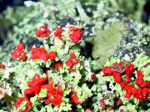 Cladonia