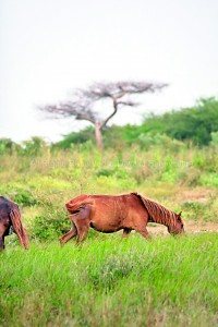 Wold horses in Mannar